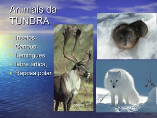 Animais daAnimais da
TUNDRATUNDRA
• InsetosInsetos
• CaribusCaribus
• LeminguesLemingues
• lebre ártica,lebre ártica,
• Raposa polarRaposa polar
caribu
Raposa polar
lemingues
 