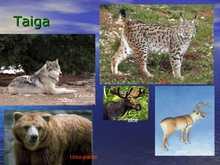 TaigaTaiga
lince
rena
alce
Urso-pardo
lobo
 