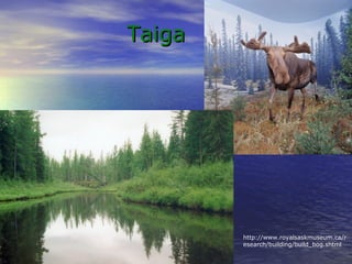 TaigaTaiga
http://www.royalsaskmuseum.ca/r
esearch/building/build_bog.shtml
 
