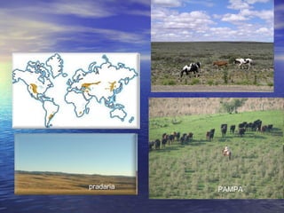 ESTEPE
pradaria
pampa
PAMPA
 