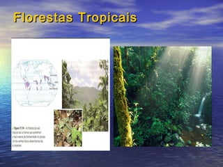 Florestas TropicaisFlorestas Tropicais
 