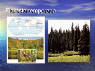 Floresta temperadaFloresta temperada
 