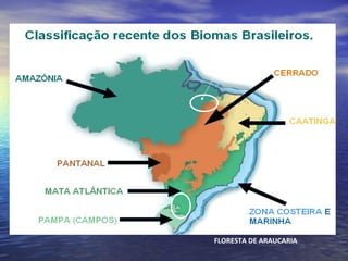 FLORESTA DE COCAIS
FLORESTA DE ARAUCARIA
 