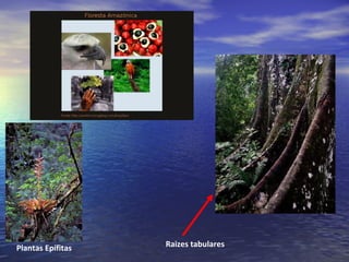 Raizes tabularesPlantas Epífitas
 