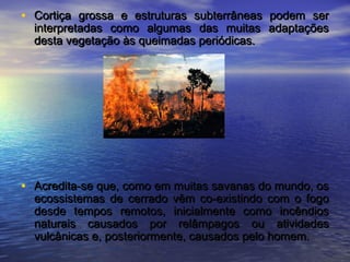 • Cortiça grossa e estruturas subterrâneas podem serCortiça grossa e estruturas subterrâneas podem ser
interpretadas como algumas das muitas adaptaçõesinterpretadas como algumas das muitas adaptações
desta vegetação às queimadas periódicas.desta vegetação às queimadas periódicas.
• Acredita-se que, como em muitas savanas do mundo, osAcredita-se que, como em muitas savanas do mundo, os
ecossistemas de cerrado vêm co-existindo com o fogoecossistemas de cerrado vêm co-existindo com o fogo
desde tempos remotos, inicialmente como incêndiosdesde tempos remotos, inicialmente como incêndios
naturais causados por relâmpagos ou atividadesnaturais causados por relâmpagos ou atividades
vulcânicas e, posteriormente, causados pelo homem.vulcânicas e, posteriormente, causados pelo homem.
 