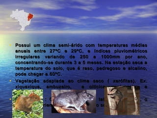 • Possui um clima semi-árido com temperaturas médiasPossui um clima semi-árido com temperaturas médias
anuais entre 27ºC e 29ºC, e índices pluviométricosanuais entre 27ºC e 29ºC, e índices pluviométricos
irregulares variando de 250 a 1000mm por ano,irregulares variando de 250 a 1000mm por ano,
concentrando-se durante 3 a 5 meses. Na estação seca aconcentrando-se durante 3 a 5 meses. Na estação seca a
temperatura do solo, que é raso, pedregoso e alcalino,temperatura do solo, que é raso, pedregoso e alcalino,
pode chegar a 60ºC.pode chegar a 60ºC.
• Vegetação adaptada ao clima seco ( xerófitas). Ex.Vegetação adaptada ao clima seco ( xerófitas). Ex.
xiquexique, ambuzeiro, a oiticica, o juazeiro, axiquexique, ambuzeiro, a oiticica, o juazeiro, a
baraúna, ...baraúna, ...
• Os animais : O mocó, o preá, o tatu-bola, a cutia, oOs animais : O mocó, o preá, o tatu-bola, a cutia, o
gambá, a seriema, a ema, a jibóia, o sapo cucuru,gambá, a seriema, a ema, a jibóia, o sapo cucuru,
 