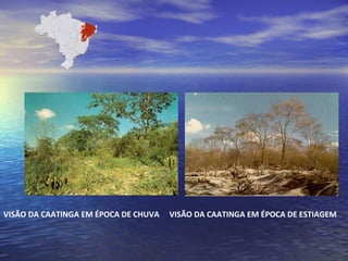 VISÃO DA CAATINGA EM ÉPOCA DE CHUVA VISÃO DA CAATINGA EM ÉPOCA DE ESTIAGEM
 
