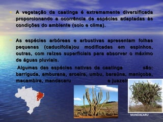 • A vegetação da caatinga é extremamente diversificadaA vegetação da caatinga é extremamente diversificada
proporcionando a ocorrência de espécies adaptadas àsproporcionando a ocorrência de espécies adaptadas às
condições do ambiente (solo e clima).condições do ambiente (solo e clima).
• As espécies arbóreas e arbustivas apresentam folhasAs espécies arbóreas e arbustivas apresentam folhas
pequenas (caducifolia)ou modificadas em espinhos,pequenas (caducifolia)ou modificadas em espinhos,
outras, com raízes superficiais para absorver o máximooutras, com raízes superficiais para absorver o máximo
de águas pluviais.de águas pluviais.
Algumas das espécies nativas da caatinga são:Algumas das espécies nativas da caatinga são:
barriguda, amburana, aroeira, umbu, baraúna, maniçoba,barriguda, amburana, aroeira, umbu, baraúna, maniçoba,
macambira, mandacarumacambira, mandacaru e juazeiroe juazeiro
MANDACARU
 