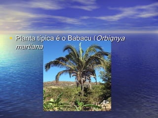 • Planta típica é o Babaçu (Planta típica é o Babaçu (OrbignyaOrbignya
martiana)martiana)
 