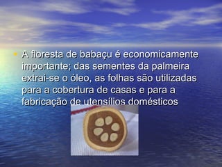 • A floresta de babaçu é economicamenteA floresta de babaçu é economicamente
importante; das sementes da palmeiraimportante; das sementes da palmeira
extrai-se o óleo, as folhas são utilizadasextrai-se o óleo, as folhas são utilizadas
para a cobertura de casas e para apara a cobertura de casas e para a
fabricação de utensílios domésticosfabricação de utensílios domésticos
 