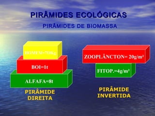 PIRÂMIDES ECOLÓGICASPIRÂMIDES ECOLÓGICAS
PIRÂMIDES DE BIOMASSA
ALFAFA=8t
BOI=1t
HOMEM=7OKg
PIRÂMIDE
DIREITA
FITOP.=4g/m²
ZOOPLÂNCTON= 20g/m²
PIRÂMIDE
INVERTIDA
 