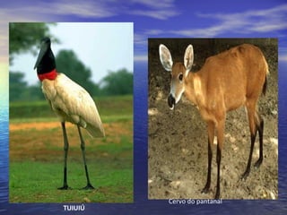 TUIUIÚ
Cervo do pantanal
 
