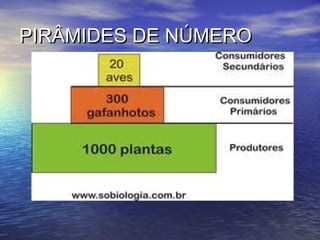 PIRÂMIDES DE NÚMEROPIRÂMIDES DE NÚMERO
 