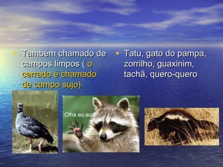 • Também chamado deTambém chamado de
campos limpos (campos limpos ( oo
cerrado é chamadocerrado é chamado
de campo sujo)de campo sujo)
• Tatu, gato do pampa,Tatu, gato do pampa,
zorrilho, guaxinim,zorrilho, guaxinim,
tachã, quero-querotachã, quero-quero
Olha eu aqui!!
 