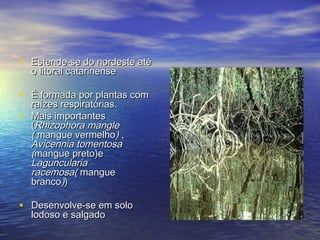 • Estende-se do nordeste atéEstende-se do nordeste até
o litoral catarinenseo litoral catarinense
• É formada por plantas comÉ formada por plantas com
raízes respiratórias.raízes respiratórias.
• Mais importantesMais importantes
((Rhizophora mangleRhizophora mangle
(( mangue vermelhomangue vermelho)) ,,
Avicennia tomentosaAvicennia tomentosa
((mangue preto)emangue preto)e
LagunculariaLaguncularia
racemosa(racemosa( manguemangue
brancobranco))))
• Desenvolve-se em soloDesenvolve-se em solo
lodoso e salgadolodoso e salgado
 