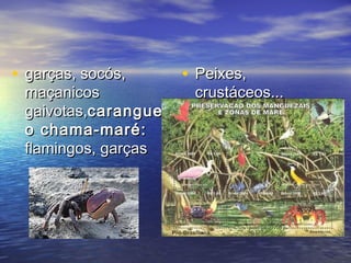 • garças, socós,garças, socós,
maçanicosmaçanicos
gaivotas,gaivotas,caranguejcaranguej
o chama-maré:o chama-maré:
flamingos, garçasflamingos, garças
• Peixes,Peixes,
crustáceos...crustáceos...
 