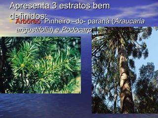 Apresenta 3 estratos bemApresenta 3 estratos bem
definidos:definidos:
• ArbóreoArbóreo: Pinheiro –do- paraná (: Pinheiro –do- paraná (AraucariaAraucaria
angustifoliaangustifolia) e) e PodocarpusPodocarpus
 
