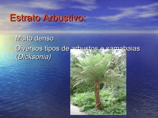 Estrato Arbustivo:Estrato Arbustivo:
• Muito densoMuito denso
• Diversos tipos de arbustos e samabaiasDiversos tipos de arbustos e samabaias
((Dicksonia)Dicksonia)
 