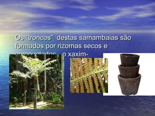 • Os “troncos” destas samambaias sãoOs “troncos” destas samambaias são
formados por rizomas secos eformados por rizomas secos e
compactados - o xaxim-compactados - o xaxim-
 