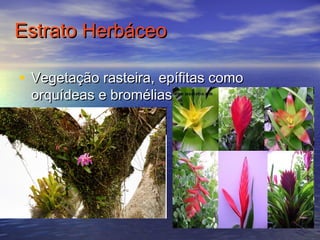 Estrato HerbáceoEstrato Herbáceo
• Vegetação rasteira, epífitas comoVegetação rasteira, epífitas como
orquídeas e broméliasorquídeas e bromélias
 
