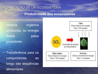 ORGANIZAÇÃO DE UM ECOSSISTEMAORGANIZAÇÃO DE UM ECOSSISTEMA
Produtividade dos ecossistemas
• Matéria orgânica
produzida, ou energia
fixada pelos
produtores
• Transferência para os
consumidores ao
longo das seqüências
alimentares
 
