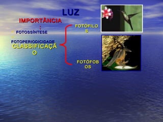 LUZLUZ
IMPORTÂNCIAIMPORTÂNCIA
::
 FOTOSSÍNTESEFOTOSSÍNTESE

FOTOPERIODICIDADEFOTOPERIODICIDADE
CLASSIFICAÇÃCLASSIFICAÇÃ
OO
FOTÓFILOFOTÓFILO
SS
FOTÓFOBFOTÓFOB
OSOS
 