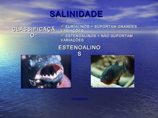 SALINIDADESALINIDADE
CLASSIFICAÇÃCLASSIFICAÇÃ
O:O:
 EURÍALINOS = SUPORTAM GRANDESEURÍALINOS = SUPORTAM GRANDES
VARIAÇÕESVARIAÇÕES
 ESTENÓALINOS = NÃO SUPORTAMESTENÓALINOS = NÃO SUPORTAM
VARIAÇÕESVARIAÇÕES
ESTENOALINOESTENOALINO
SS
PIRANHAS
 