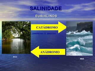 SALINIDADESALINIDADE
EURIALINOSEURIALINOS
RIO
MAR
CATÁDROMO
ANÁDROMO
LAMPRÉIAS E ENGUIAS
SALMÃO E TAINHA
 