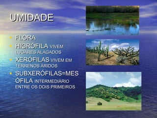 UMIDADEUMIDADE
• FLORAFLORA
• HIGRÓFILAHIGRÓFILA VIVEMVIVEM
LUGARES ALAGADOSLUGARES ALAGADOS
• XERÓFILASXERÓFILAS VIVEM EMVIVEM EM
TERRENOS ÁRIDOSTERRENOS ÁRIDOS
• SUBXERÓFILAS=MESSUBXERÓFILAS=MES
ÓFILAÓFILA INTERMEDIÁRIOINTERMEDIÁRIO
ENTRE OS DOIS PRIMEIROSENTRE OS DOIS PRIMEIROS
 