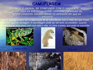 CAMUFLAGEMCAMUFLAGEM
QUANDO O ANIMAL SE CONFUNDE COM O AMBIENTE, istoQUANDO O ANIMAL SE CONFUNDE COM O AMBIENTE, isto
é, por meio da sua cor ou forma, confunde o predador oué, por meio da sua cor ou forma, confunde o predador ou
presa passando desapercebido no ambiente em que sepresa passando desapercebido no ambiente em que se
encontraencontra
CAMALEÃO
URSO POLAR
POLVO
Alguns animais podem ter a capacidade de se camuflarem com o meio em que vivem
para tirar alguma vantagem. A camuflagem pode ser útil tanto ao predador, quando
deseja atacar uma presa sem que esta o veja, ou para a presa, que pode se esconder
mais facilmente de seu predador.
 