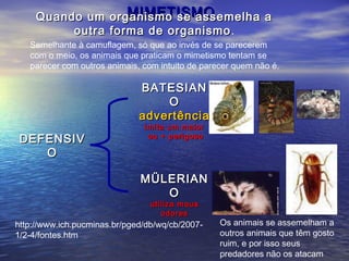 MIMETISMOMIMETISMOQuando um organismo se assemelha aQuando um organismo se assemelha a
outra forma de organismooutra forma de organismo.
DEFENSIVDEFENSIV
OO
BATESIANBATESIAN
OO
advertênciaadvertência
imita um maiorimita um maior
ou + perigosoou + perigoso
MÜLERIANMÜLERIAN
OO
utiliza mausutiliza maus
odoresodores
Semelhante à camuflagem, só que ao invés de se parecerem
com o meio, os animais que praticam o mimetismo tentam se
parecer com outros animais, com intuito de parecer quem não é.
http://www.ich.pucminas.br/pged/db/wq/cb/2007-
1/2-4/fontes.htm
Os animais se assemelham a
outros animais que têm gosto
ruim, e por isso seus
predadores não os atacam
 