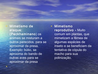 • Mimetismo de
ataque:
(Peckhaminano) os
animais se misturam a
outros parecidos, para se
aproximar da presa.
Exemplo: bútio, se
aproxima do bando de
outras aves para se
aproximar da presa
• .
• Mimetismo
reprodutivo - Muito
comum em plantas, que
mimetizam a fêmea de
algumas espécies de
inseto e se beneficiam da
tentativa de cópula do
macho para sua
polinização.
 