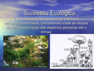 Sucessão EcológicaSucessão Ecológica
• É a substituição seqüencial de espéciesÉ a substituição seqüencial de espécies
em uma comunidade; compreende todas as etapasem uma comunidade; compreende todas as etapas
desde a colonização das espécies pioneiras até odesde a colonização das espécies pioneiras até o
clímax.clímax.
 