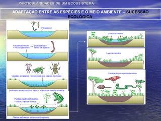 PARTICULARIDADES DE UM ECOSSISTEMAPARTICULARIDADES DE UM ECOSSISTEMA
ADAPTAÇÃO ENTRE AS ESPÉCIES E O MEIO AMBIENTE – SUCESSÃO
ECOLÓGICA
 