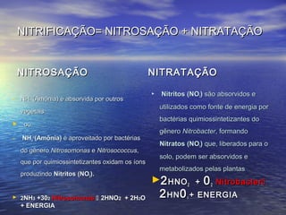 NITRIFICAÇÃO= NITROSAÇÃO + NITRATAÇÃONITRIFICAÇÃO= NITROSAÇÃO + NITRATAÇÃO
NITROSAÇÃONITROSAÇÃO NITRATAÇÃONITRATAÇÃO
- NHNH44
++
(Amônia) é absorvida por outros(Amônia) é absorvida por outros
vegetaisvegetais
 ouou
- NHNH44
++
(Amônia)(Amônia) é aproveitado por bactériasé aproveitado por bactérias
do gênerodo gênero NitrosomonasNitrosomonas ee NitrosococcusNitrosococcus,,
que porque por quimiossintetizantes oxidam os íonsquimiossintetizantes oxidam os íons
produzproduzindoindo NitritosNitritos (NO(NO22).).
 22NHNH33 +30+3022 NitrosomonasNitrosomonas  2HNO2HNO22 + 2H+ 2H22OO
+ ENERGIA+ ENERGIA
 NitritosNitritos (NO(NO22)) são absorvidos esão absorvidos e
utilizados como fonte de energia porutilizados como fonte de energia por
bactérias quimiossintetizantes dobactérias quimiossintetizantes do
gênerogênero NitrobacterNitrobacter, formando, formando
NitratosNitratos (NO(NO33)) que, liberados para oque, liberados para o
solo, podem ser absorvidos esolo, podem ser absorvidos e
metabolizados pelas plantasmetabolizados pelas plantas..
22HNOHNO22 ++ 0022 NitrobacterNitrobacter
22HNHN 0033 + ENERGIA+ ENERGIA
 