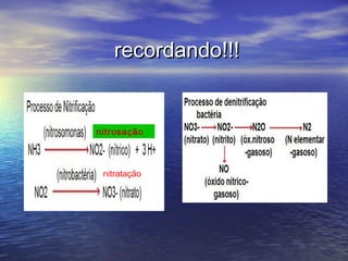 recordando!!!recordando!!!
nitrosação
nitratação
 