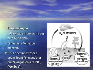 2.Amonização2.Amonização
- Os animais liberam fezesOs animais liberam fezes
com Ncom N22 no solono solo
- Animais e VegetaisAnimais e Vegetais
morremmorrem
- Os decompositores- Os decompositores
agem transformando-osagem transformando-os
emem NN22 orgânico em NHorgânico em NH44
++
(Amônia).(Amônia).
 