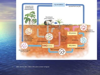 CICLO DO NITROGÊNICICLO DO NITROGÊNIOO
• OBS: Amônia NHOBS: Amônia NH33 ( Não é NO( Não é NO22 como consta na figura)como consta na figura)
NH3
 