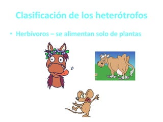 Clasificación de los heterótrofos
• Herbívoros – se alimentan solo de plantas
 