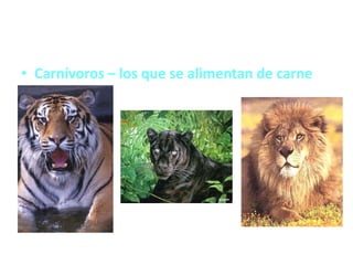 • Carnívoros – los que se alimentan de carne
 