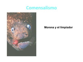 Comensalismo
Morena y el limpiador
 