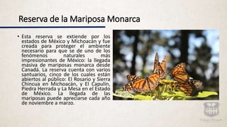 Reserva de la Mariposa Monarca
• Esta reserva se extiende por los
estados de México y Michoacán y fue
creada para proteger el ambiente
necesario para que se de uno de los
fenómenos naturales más
impresionantes de México: la llegada
masiva de mariposas monarca desde
Canadá. La reserva cuenta con varios
santuarios, cinco de los cuales están
abiertos al público: El Rosario y Sierra
Chincua en Michoacán, y El Capulín,
Piedra Herrada y La Mesa en el Estado
de México. La llegada de las
mariposas puede apreciarse cada año
de noviembre a marzo.
 