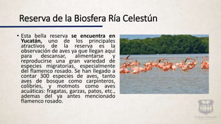 Reserva de la Biosfera Ría Celestún
• Esta bella reserva se encuentra en
Yucatán, uno de los principales
atractivos de la reserva es la
observación de aves ya que llegan aquí
para descansar, alimentarse y
reproducirse una gran variedad de
especies migratorias, especialmente
del flamenco rosado. Se han llegado a
contar 300 especies de aves, tanto
aves de bosque como carpinteros,
colibríes, y motmots como aves
acuáticas: fragatas, garzas, patos, etc.,
ademas del ya antes mencionado
flamenco rosado.
 