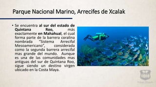 Parque Nacional Marino, Arrecifes de Xcalak
• Se encuentra al sur del estado de
Quintana Roo, más
exactamente en Mahahual, el cual
forma parte de la barrera coralina
nombrada “Sistema Arrecifal
Mesoamericano”, considerada
como la segunda barrera arrecifal
mas grande del mundo. Aunque
es una de las comunidades mas
antiguas del sur de Quintana Roo,
sigue siendo un destino virgen
ubicado en la Costa Maya.
 