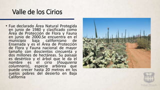 Valle de los Cirios
• Fue declarado Área Natural Protegida
en junio de 1980 y clasificado como
Área de Protección de Flora y Fauna
en junio de 2000.Se encuentra en el
municipio baja californiano de
Ensenada y es el Área de Protección
de Flora y Fauna nacional de mayor
tamaño con doscientos cincuenta y
dos millones de hectáreas. Su paisaje
es desértico y el árbol que le da el
nombre es el cirio (Fouquieria
columnaris), especie arbórea que
puede crecer hasta 20 metros en los
suelos pobres del desierto en Baja
California
 