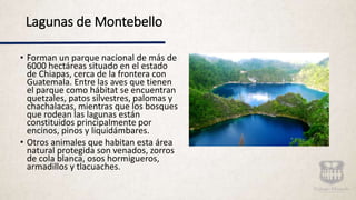 Lagunas de Montebello
• Forman un parque nacional de más de
6000 hectáreas situado en el estado
de Chiapas, cerca de la frontera con
Guatemala. Entre las aves que tienen
el parque como hábitat se encuentran
quetzales, patos silvestres, palomas y
chachalacas, mientras que los bosques
que rodean las lagunas están
constituidos principalmente por
encinos, pinos y liquidámbares.
• Otros animales que habitan esta área
natural protegida son venados, zorros
de cola blanca, osos hormigueros,
armadillos y tlacuaches.
 