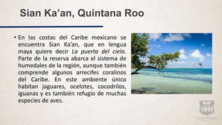 Sian Ka’an, Quintana Roo
• En las costas del Caribe mexicano se
encuentra Sian Ka’an, que en lengua
maya quiere decir La puerta del cielo.
Parte de la reserva abarca el sistema de
humedales de la región, aunque también
comprende algunos arrecifes coralinos
del Caribe. En este ambiente único
habitan jaguares, ocelotes, cocodrilos,
iguanas y es también refugio de muchas
especies de aves.
 