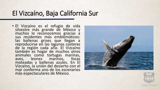 El Vizcaíno, Baja California Sur
• El Vizcaíno es el refugio de vida
silvestre más grande de México y
muchos lo reconocemos gracias a
sus residentes más emblemáticos:
las ballenas grises que llegan a
reproducirse en las lagunas costeras
de la región cada año. El Vizcaíno
también es hogar de muchos otros
animales como tortugas marinas,
aves, leones marinos, focas
moteadas y ballenas azules. En El
Vizcaíno, la unión del desierto con el
mar conforma uno de los escenarios
más espectaculares de México.
 