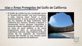 Islas y Áreas Protegidas del Golfo de California
• El Golfo de California fue nombrado como
el “acuario del mundo” por Jack Cousteau,
y esta reserva hace honor a dicha
denominación. El área natural se extiende
por los estados de Baja California, Baja
California Sur, Sonora, Sinaloa y Nayarit, y
comprende varios parques nacionales y
áreas de interés repartidas en 244 islas. Es
un área de gran belleza y de suma
importancia para la conservación de
mamíferos marinos. Aquí habitan el 40 por
ciento de las especies de mamíferos
marinos del mundo ¡y una tercera parte
de todas las especies de ballenas!
 