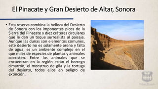 El Pinacate y Gran Desierto de Altar, Sonora
• Esta reserva combina la belleza del Desierto
de Sonora con los imponentes picos de la
Sierra del Pinacate y diez cráteres circulares
que le dan un toque surrealista al paisaje.
Aunque las dunas son elementos comunes,
este desierto no es solamente arena y falta
de agua; es un ambiente complejo en el
que miles de especies de plantas y animales
coexisten. Entre los animales que se
encuentran en la región están el borrego
cimarrón, el monstruo de gila y la tortuga
del desierto, todos ellos en peligro de
extinción.
 